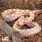 Baby Amel Butter Cornsnakes For Sale - Underground Reptiles