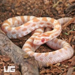 Baby Amel Butter Cornsnakes For Sale - Underground Reptiles