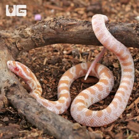 Baby Amel Butter Cornsnakes For Sale - Underground Reptiles