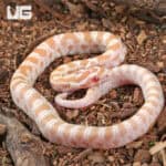 Baby Amel Butter Cornsnakes For Sale - Underground Reptiles