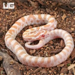 Baby Amel Butter Cornsnakes For Sale - Underground Reptiles
