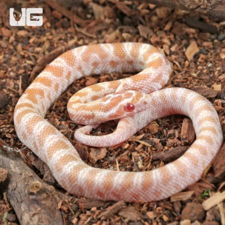 Baby Amel Butter Cornsnakes For Sale - Underground Reptiles