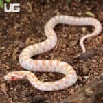 Baby Amel Butter Cornsnakes For Sale - Underground Reptiles