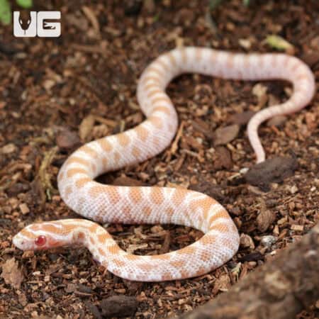 Baby Amel Butter Cornsnakes For Sale - Underground Reptiles