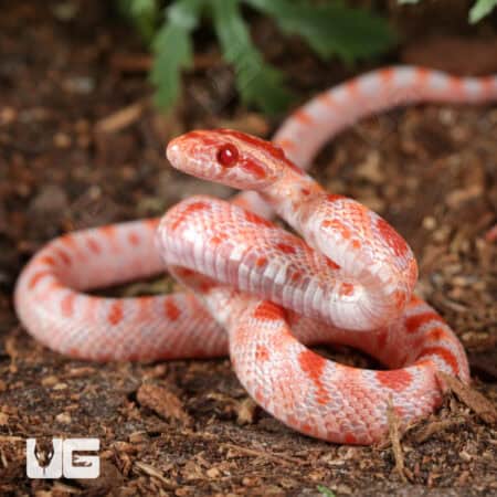Baby Amel Extreme Reverse Okeetee Cornsnake For SALE - Underground Reptiles