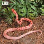 Baby Amel Extreme Reverse Okeetee Cornsnake For SALE - Underground Reptiles