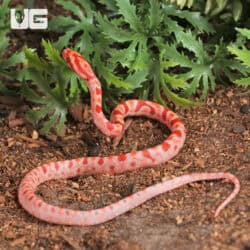 Baby Amel Extreme Reverse Okeetee Cornsnake For SALE - Underground Reptiles