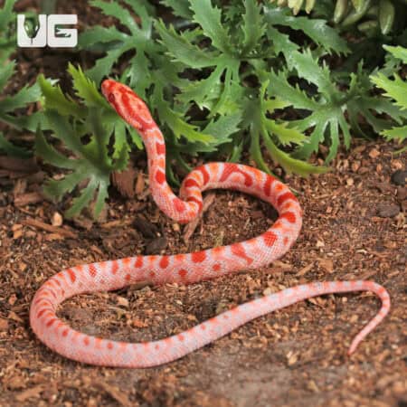 Baby Amel Extreme Reverse Okeetee Cornsnake For SALE - Underground Reptiles