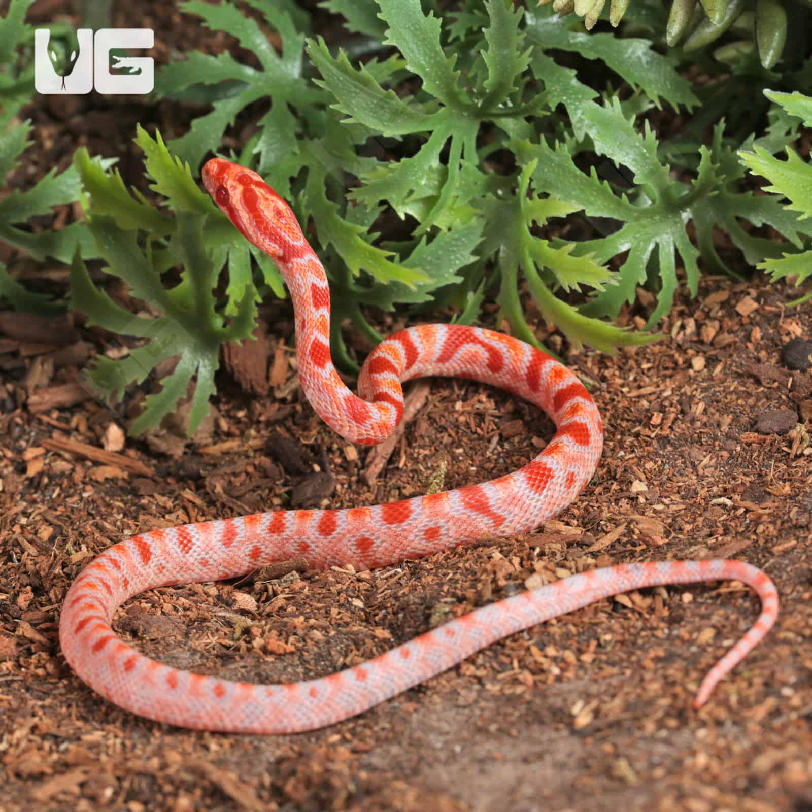 Baby Amel Extreme Reverse Okeetee Cornsnake For SALE - Underground Reptiles