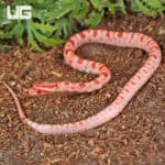 Baby Amel Extreme Reverse Okeetee Cornsnake For SALE - Underground Reptiles