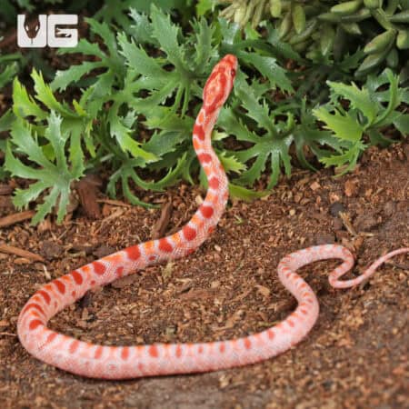 Baby Amel Extreme Reverse Okeetee Cornsnake For SALE - Underground Reptiles