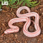 Baby Amel Miami Tessera Cornsnakes For SALE - Underground Reptiles