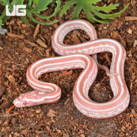 Baby Amel Miami Tessera Cornsnakes For SALE - Underground Reptiles