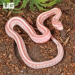 Baby Amel Miami Tessera Cornsnakes For SALE - Underground Reptiles