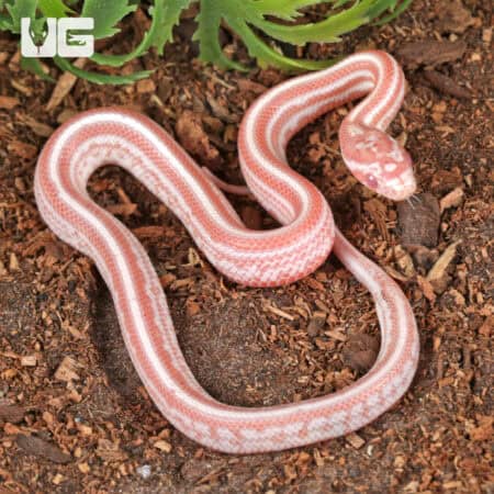 Baby Amel Miami Tessera Cornsnakes For SALE - Underground Reptiles