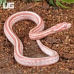 Baby Amel Miami Tessera Cornsnakes For SALE - Underground Reptiles