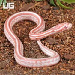 Baby Amel Miami Tessera Cornsnakes For SALE - Underground Reptiles