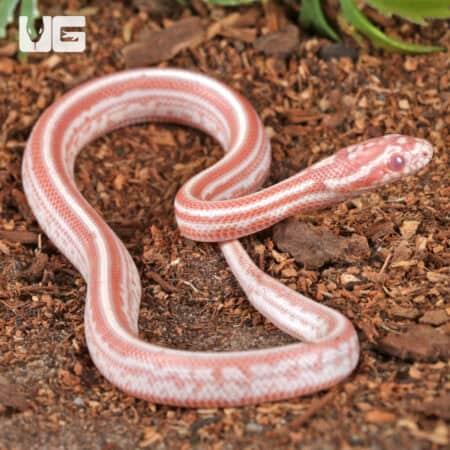 Baby Amel Miami Tessera Cornsnakes For SALE - Underground Reptiles