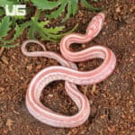 Baby Amel Miami Tessera Cornsnakes For SALE - Underground Reptiles