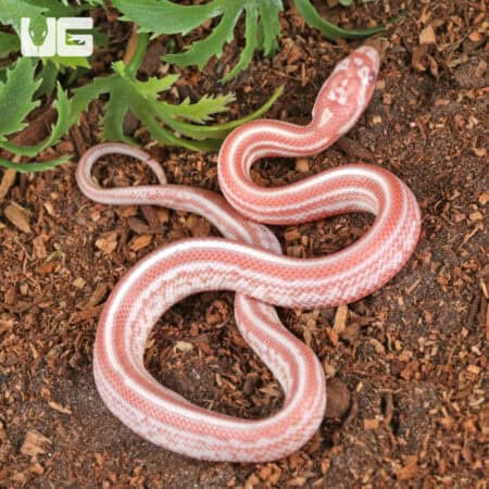Baby Amel Miami Tessera Cornsnakes For SALE - Underground Reptiles