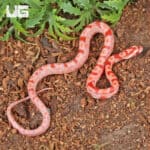 Baby Amel Red Zeppelin Okeetee Cornsnake For SALE - Underground Reptiles