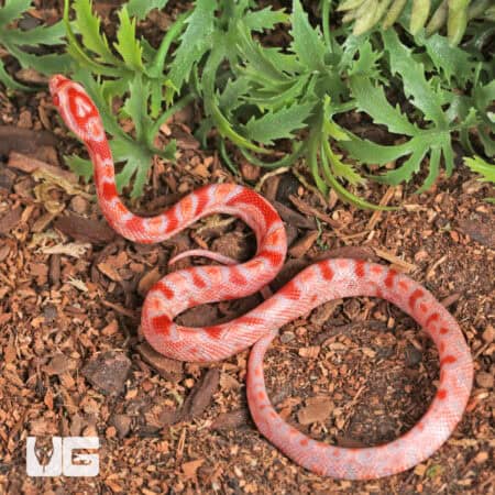 Baby Amel Red Zeppelin Okeetee Cornsnake For SALE - Underground Reptiles