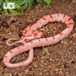 Baby Amel Red Zeppelin Okeetee Cornsnake For SALE - Underground Reptiles