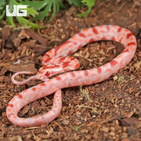 Baby Amel Red Zeppelin Okeetee Cornsnake For SALE - Underground Reptiles