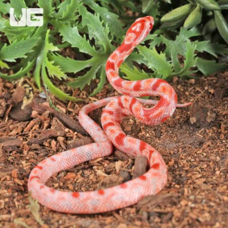 Baby Amel Red Zeppelin Okeetee Cornsnake For SALE - Underground Reptiles