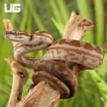 Baby Caramel Coastal Carpet Pythons For Sale - Underground Reptiles