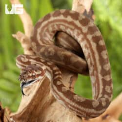Baby Caramel Coastal Carpet Pythons For Sale - Underground Reptiles