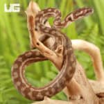 Baby Caramel Coastal Carpet Pythons For Sale - Underground Reptiles