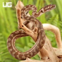Baby Caramel Coastal Carpet Pythons For Sale - Underground Reptiles