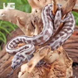 Baby Caramel Jaguar Het Axanthic Carpet Pythons For Sale - Underground Reptiles