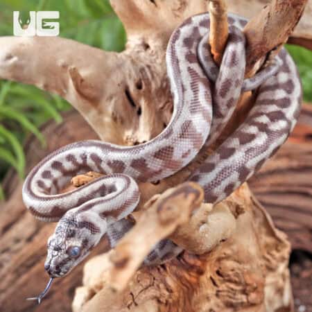 Baby Caramel Jaguar Het Axanthic Carpet Pythons For Sale - Underground Reptiles