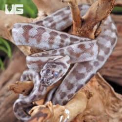 Baby Caramel Jaguar Het Axanthic Carpet Pythons For Sale - Underground Reptiles