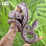 Baby Caramel Jaguar Het Axanthic Carpet Pythons For Sale - Underground Reptiles