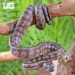 Baby Caramel Jaguar Het Axanthic Carpet Pythons For Sale - Underground Reptiles