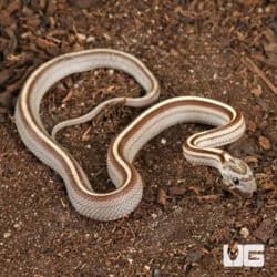 Baby Caramel Tessera Cornsnakes (Pantherophis guttatus) For Sale - Underground Reptiles