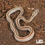 Baby Caramel Tessera Cornsnakes (Pantherophis guttatus) For Sale - Underground Reptiles