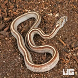 Baby Caramel Tessera Cornsnakes (Pantherophis guttatus) For Sale - Underground Reptiles