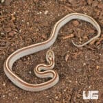 Baby Caramel Tessera Cornsnakes (Pantherophis guttatus) For Sale - Underground Reptiles