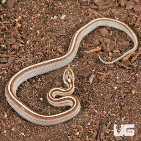 Baby Caramel Tessera Cornsnakes (Pantherophis guttatus) For Sale - Underground Reptiles