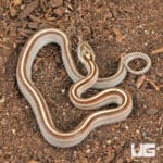 Baby Caramel Tessera Cornsnakes (Pantherophis guttatus) For Sale - Underground Reptiles