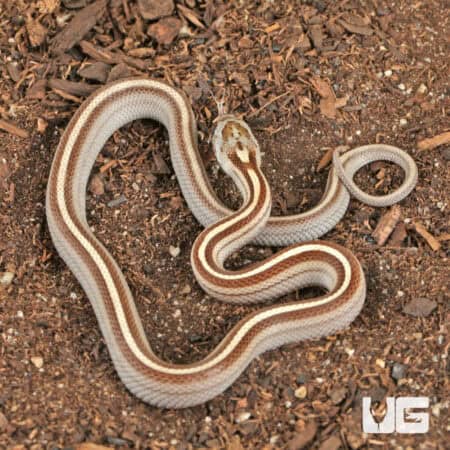 Baby Caramel Tessera Cornsnakes (Pantherophis guttatus) For Sale - Underground Reptiles
