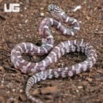 Baby Anery Hypo Florida Kingsnakes For Sale - Underground Reptiles