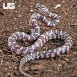 Baby Anery Hypo Florida Kingsnakes For Sale - Underground Reptiles