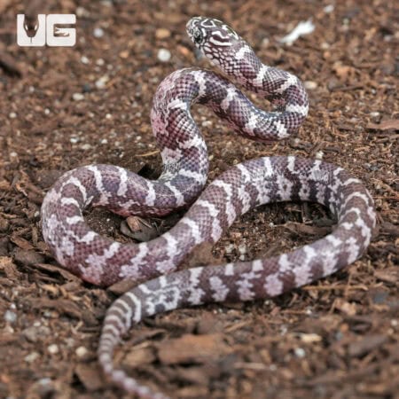 Baby Anery Hypo Florida Kingsnakes For Sale - Underground Reptiles