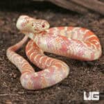 Baby Erythristic Hypo Florida Kingsnakes For Sale - Underground Reptiles