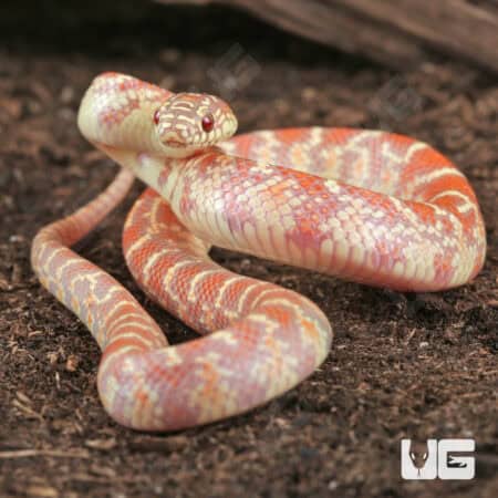 Baby Erythristic Hypo Florida Kingsnakes For Sale - Underground Reptiles